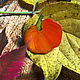 Brooch 'Orange autumn pumpkin. Autumn, red, October'. Brooches. greenfox-23. My Livemaster. Фото №5