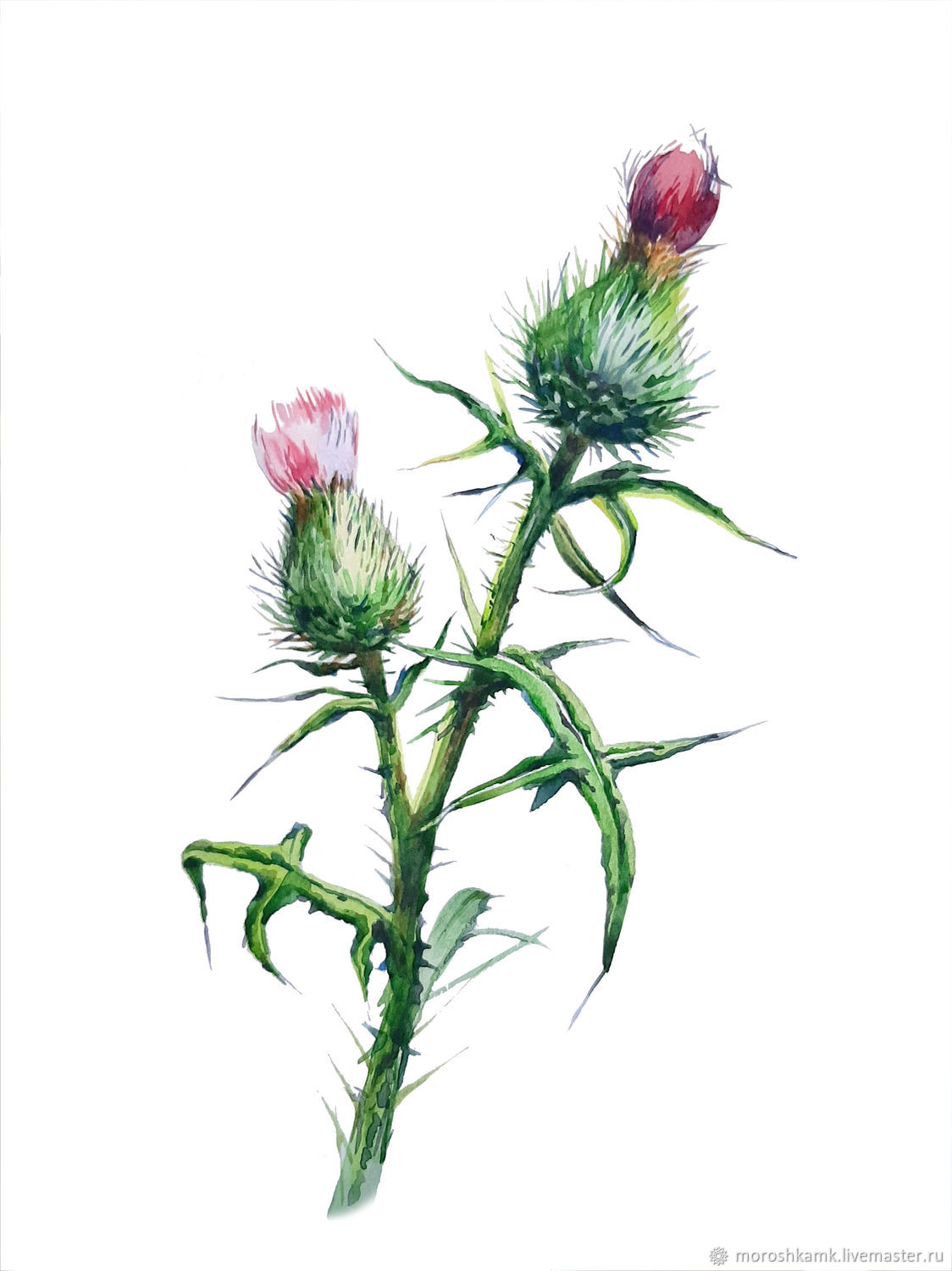 Чертополох купить в интернет-магазине Ярмарка Мастеров по цене 3500 ...