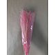 Стабилизированный аспарагус "Pink", Цветы сухие и стабилизированные, Москва,  Фото №1