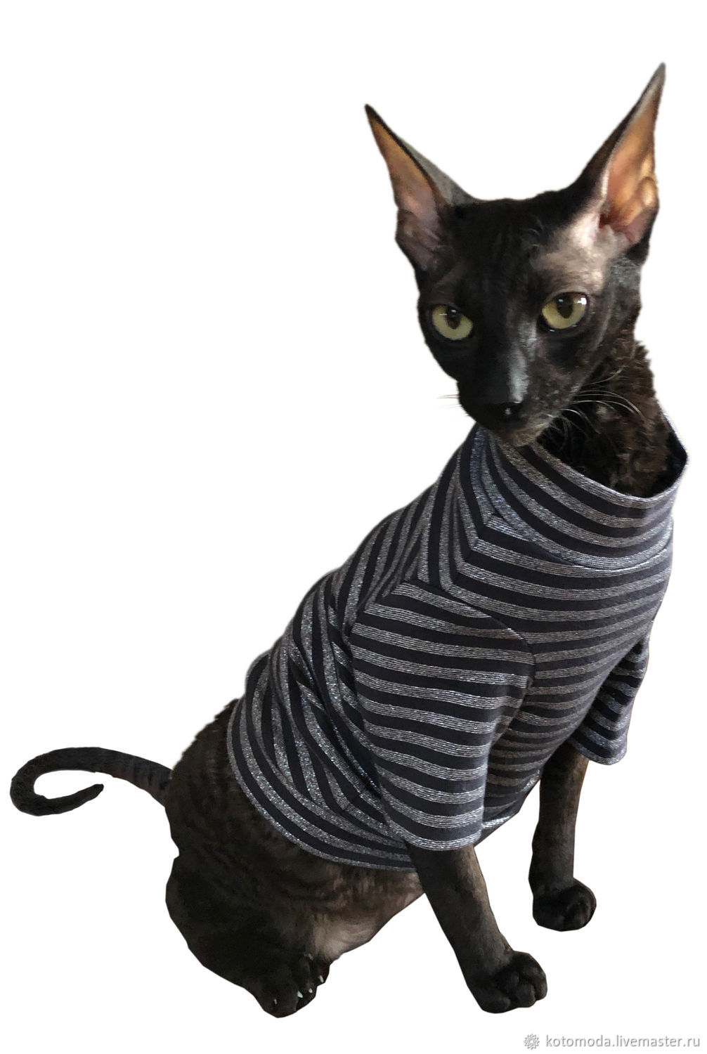 Одежда на сфинксов кошек