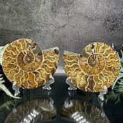 Сувениры и подарки handmade. Livemaster - original item Ammonite is a natural fossil. An unusual gift art 751. Handmade.