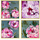 A set of 4 paintings with peonies. 4 mini paintings with peonies, Pictures, Moscow,  Фото №1