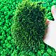 Stabilized moss forest tussock (1 kg) from the manufacturer. Moss. Антонина Литовкина - Озеленение (Планета Флористики). My Livemaster. Фото №4