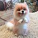 Juguetes: Spitz de lana. Felted Toy. woolmiracle (woolmiracle). My Livemaster. Фото №6