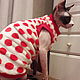 Clothing for cats 'Polka dot 3D', Pet clothes, Biisk,  Фото №1
