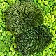 Stabilized moss forest tussock (1 kg) from the manufacturer. Moss. Антонина Литовкина - Озеленение (Планета Флористики). Online shopping on My Livemaster.  Фото №2
