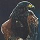 Picture: falconry. Fragment. Pictures. Honfleur. Online shopping on My Livemaster.  Фото №2