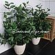 Фикус Бенджамина, 90 см, Растения, Екатеринбург,  Фото №1