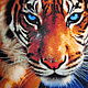 Картина "Тигр", алмазная мозаика. Картины. Елена (cat-fold). Интернет-магазин Ярмарка Мастеров.  Фото №2