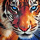 The picture "Tiger", diamond mosaic. Pictures. Elena (cat-fold). Интернет-магазин Ярмарка Мастеров.  Фото №2