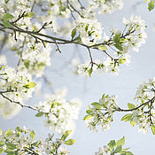 Картины и панно handmade. Livemaster - original item Photo pictures of white flowers, cherry blossoms 