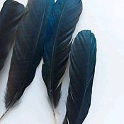 Перо Петуха, декоративных пород. Натуральный перья. Набором 36 перьев