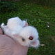 Toys: knopa knitted mouse. Stuffed Toys. Warm toys. My Livemaster. Фото №6
