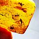 Янтарь Инклюз с Насекомым 7,0гр. Камни. Glessit. Интернет-магазин Ярмарка Мастеров.  Фото №2