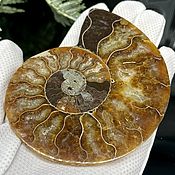 Сувениры и подарки handmade. Livemaster - original item Ammonite is a natural fossil. An unusual gift art 680. Handmade.