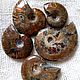 Ammonites (ancient large mollusks) Madagascar. Cabochons. Stones of the World. My Livemaster. Фото №6