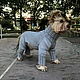 Knitted jumpsuit for a small dog, sweater for a dog, Pet clothes, Rostov-on-Don,  Фото №1