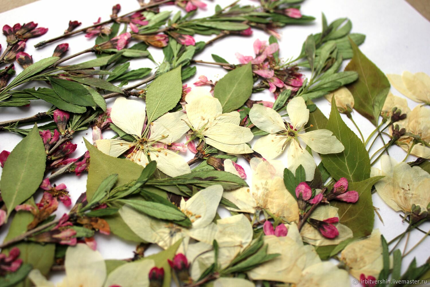 Сухоцветы гербарий "июнь горный миндаль дикая яблоня" – купить на ...