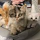 Кошка с котятами реалистичные. Войлочная игрушка. Innaiigrushki. Интернет-магазин Ярмарка Мастеров.  Фото №2
