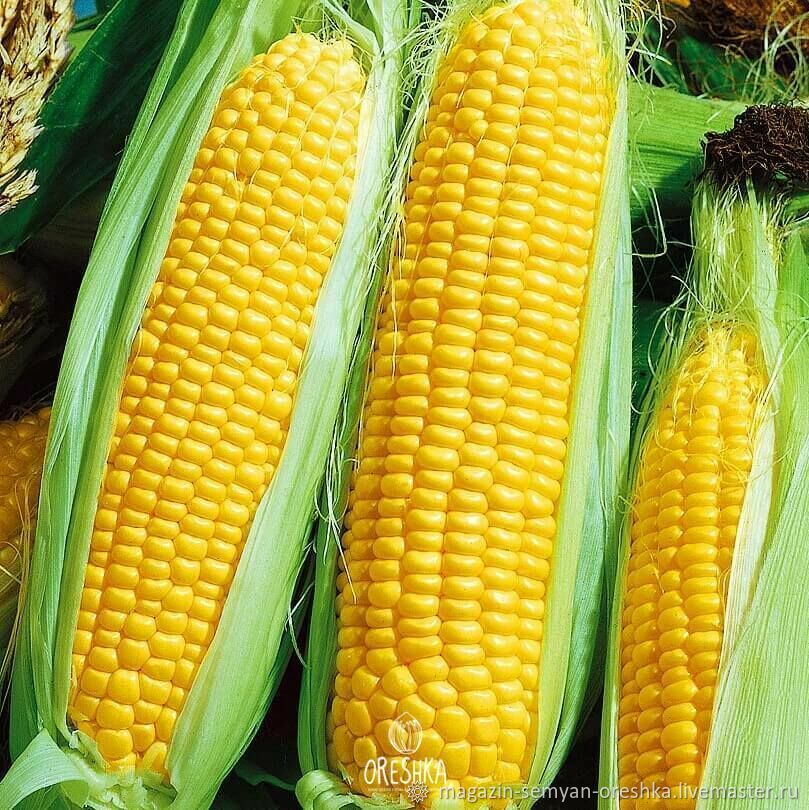 Кукуруза сахарная Кубанская семена 30 шт – купить на Ярмарке Мастеров ...