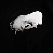 Фен-шуй и эзотерика handmade. Livemaster - original item Skull mink. Handmade.